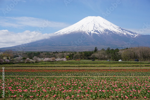富士と花 © KM