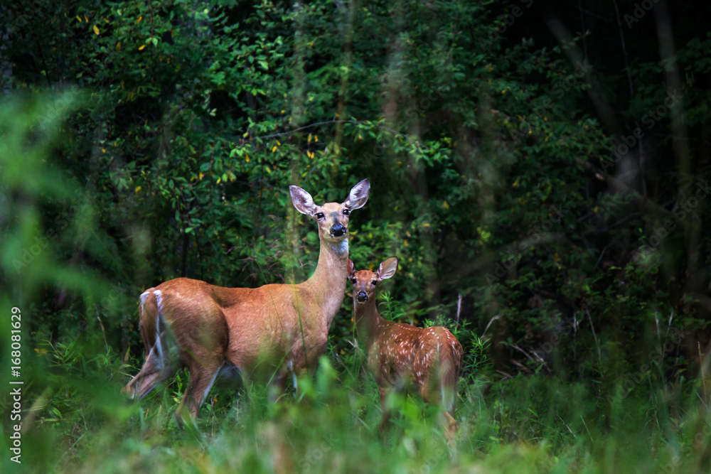 White tail deer doe and fawn by woods