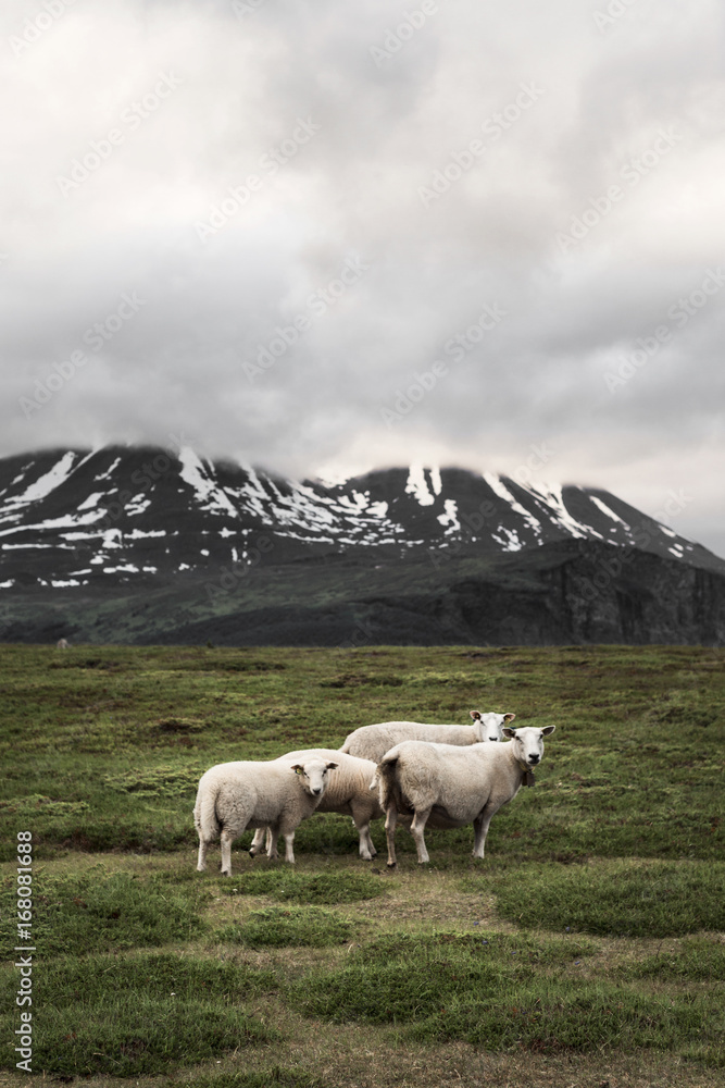 Fototapeta premium Road trip in the Lyngen Alps, Tromsø region, Norway