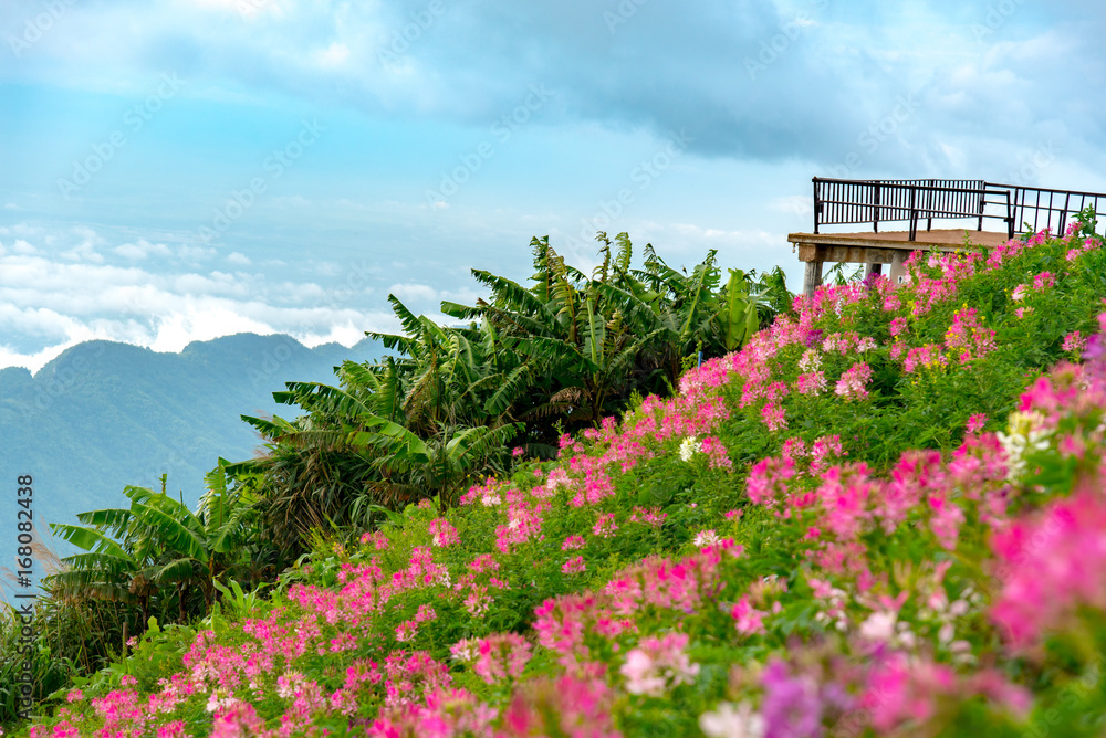 view point terrace with pink flower garden at hill. Beautiful bright blue sky and sea of fog mountain view in the morning. Romantic morning light in rainy season at Phu Tub Berg, Petchabun, Thailand view point terrace with pink flower garden at hill. Beautiful bright blue sky and sea of fog mountain view in the morning. Romantic morning light in rainy season at Phu Tub Berg, Petchabun, Thailand