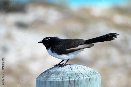 Black  Willie wagtail at beach in Western Australia photo