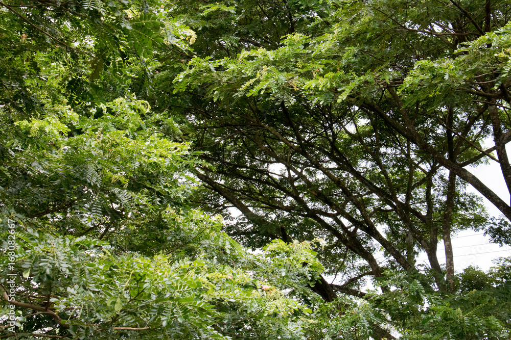 green leaf of treetop and branch with sky green leaf of treetop and branch with sky