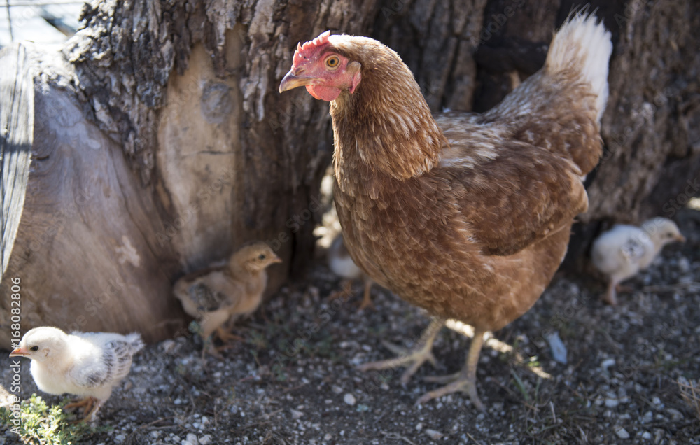 Naklejka premium Hen with Baby Chicks 5