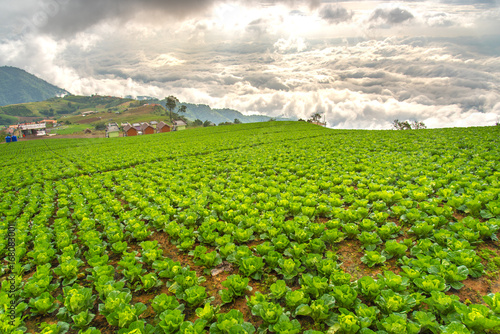 The beautiful plantation of cabbage on the mountain with sea of fog background in Phu Tub Berg, Petchabun, Thailand. An image of cabbage plantation and the bright fantastic fog sky with copyspace.