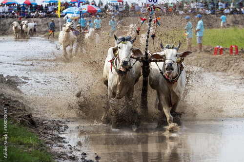 AN GIANG, VIETNAM - MAY 18, 2017 - Khmer bull racing festival in Mekong Delta area, An Giang, Vietnam. in Vietnamese that held after a rice harvest season photo