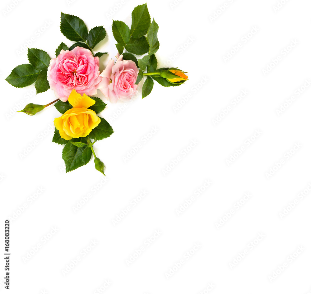 Pink and yellow roses (shrub rose) on a white background with space for text. Top view, flat lay.