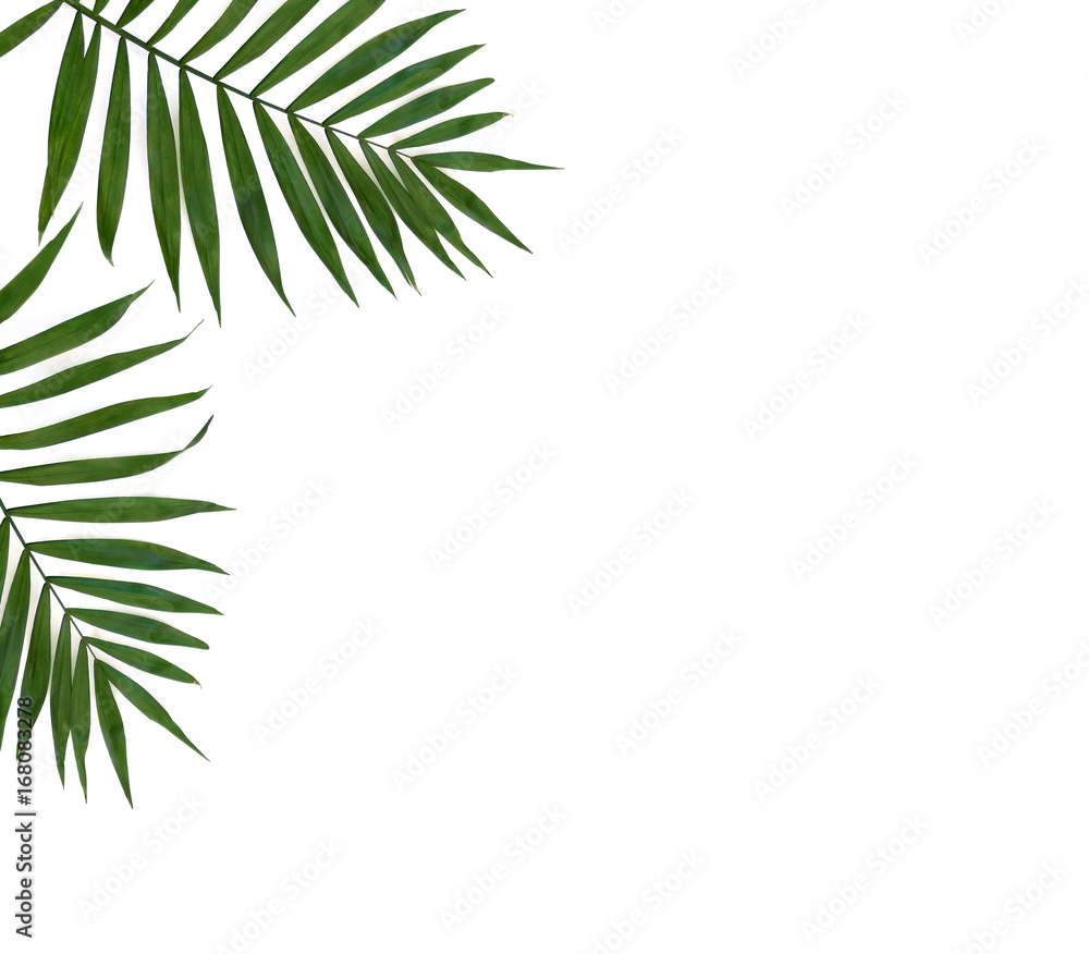 Frame of tropical leaves palm tree on a white background with space for text. Top view, flat lay.