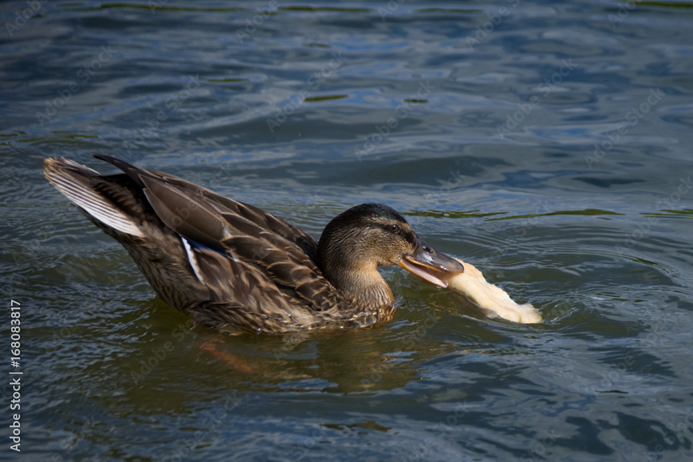 Feeding bread to the mallard ducks Feeding bread to the mallard ducks