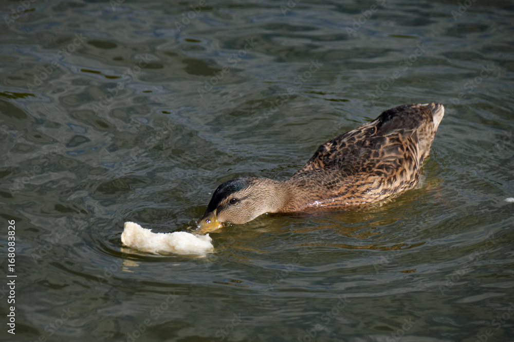 Fototapeta premium Feeding bread to the mallard ducks