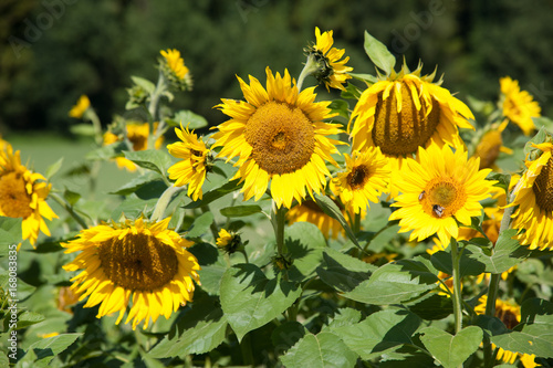 Sonnenblumen im Feld