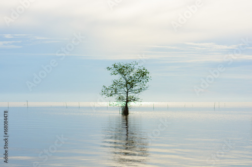 Lonely tree in lake with sunrise, silhouette