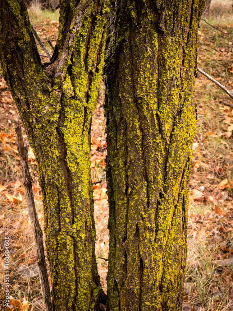 Mossy Tree