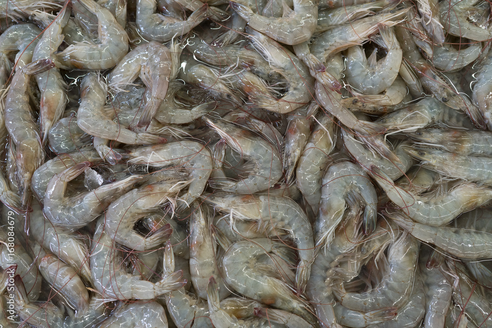 fresh shrimp in the market fresh shrimp in the market
