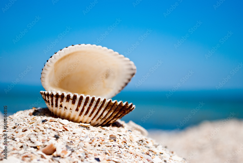 One big white beautiful open shell on the left against a blue sea and blue sky yellow sand shells summer vacation sunny day One big white beautiful open shell on the left against a blue sea and blue sky yellow sand shells summer vacation sunny day