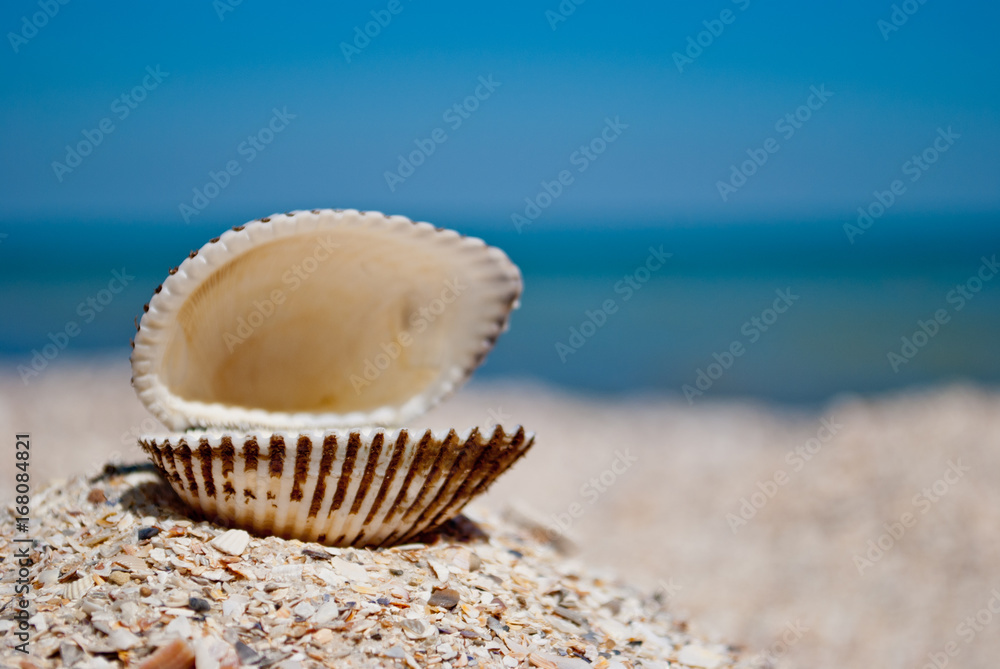 One big white beautiful open shell on the left against a blue sea and blue sky yellow sand shells summer vacation sunny day One big white beautiful open shell on the left against a blue sea and blue sky yellow sand shells summer vacation sunny day