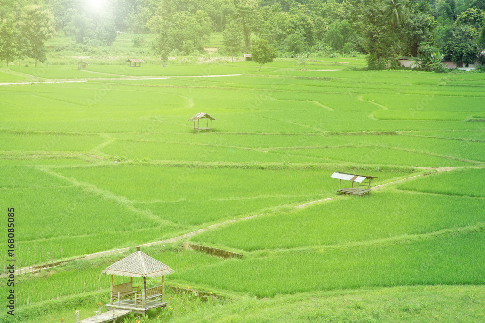 rice field in pua province in nan