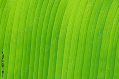 close-up on banana leaf