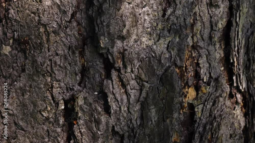 Closeup vertical panoramic view of conifer bark tree. Bottom view of beautiful nature scene in sunny day. Camera slowly moving lengthwise the trunk. 4K
Closeup vertical panoramic view of conifer bark tree. Bottom view of beautiful nature scene in sunny day. Camera slowly moving lengthwise the trunk. 4K