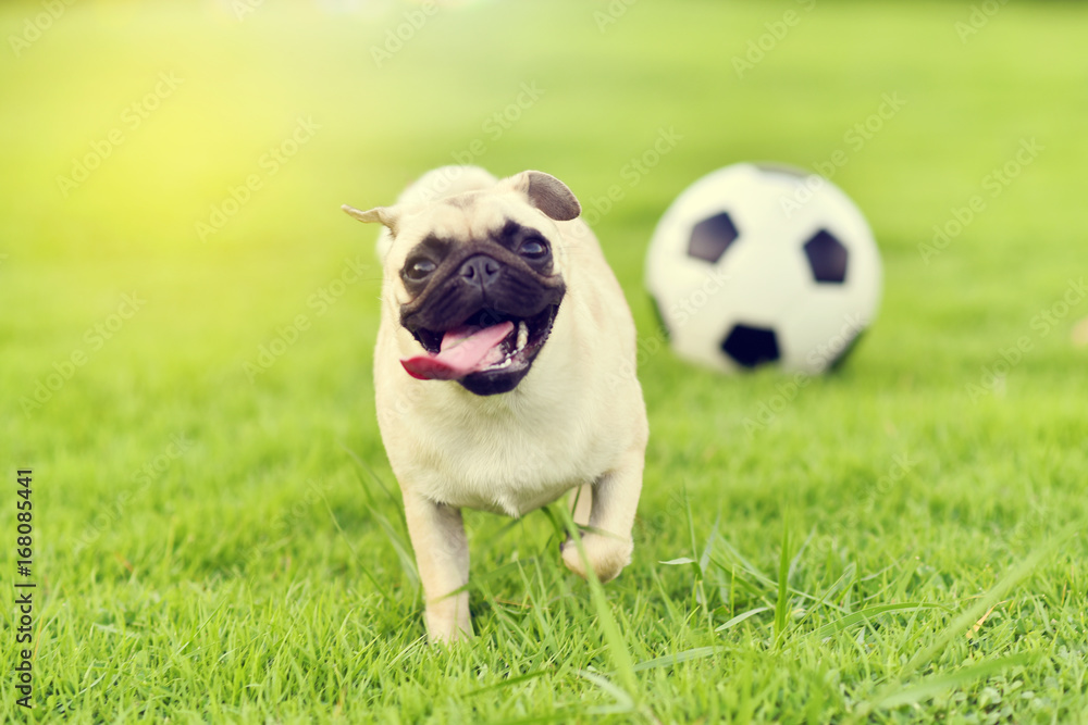 Cute fat Pug playing with football in garden Cute fat Pug playing with football in garden