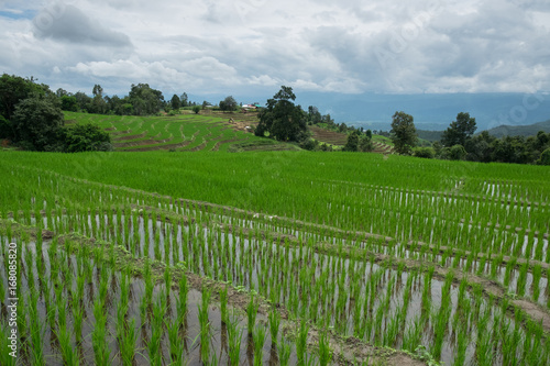 Green terrace rice field landscape glittering Pa Pong Pieng, Chiang Mai, Thailand.