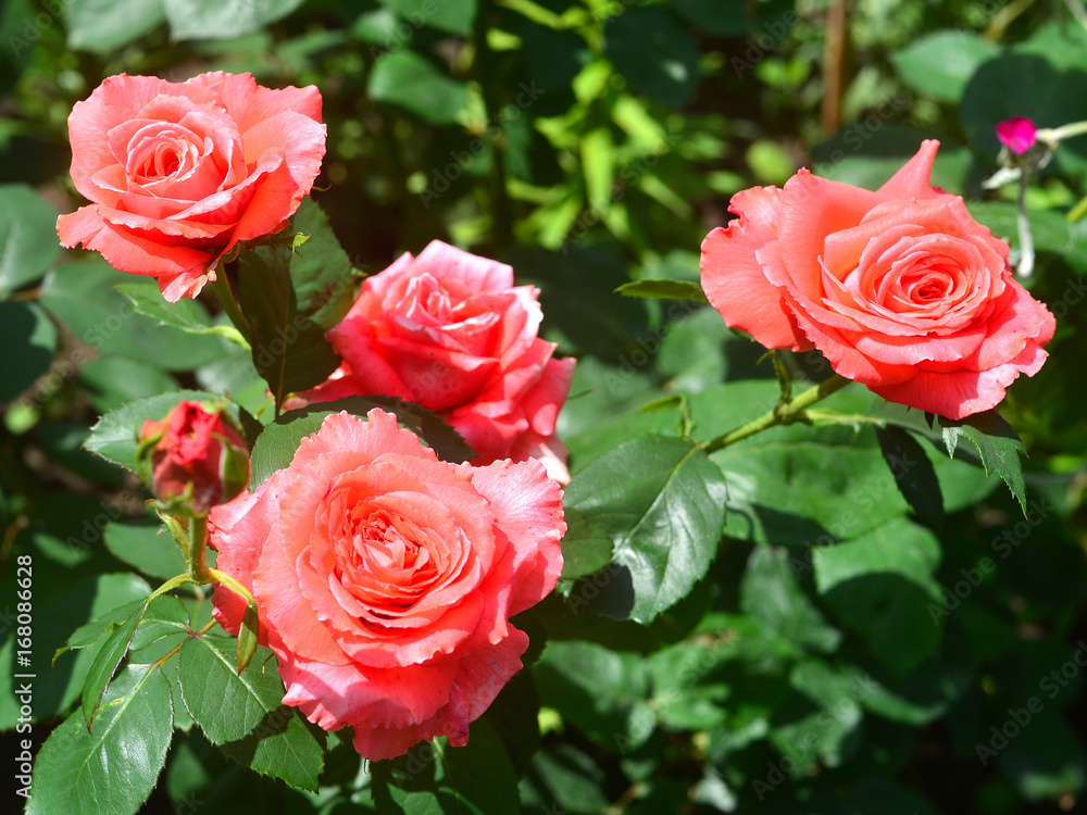 Beautiful bouquet of pink flowers roses in the garden on a lawn background. A lot of greenery and a flowerbeds. Landscape design. Nature. Perennial plants. Red Beautiful bouquet of pink flowers roses in the garden on a lawn background. A lot of greenery and a flowerbeds. Landscape design. Nature. Perennial plants. Red