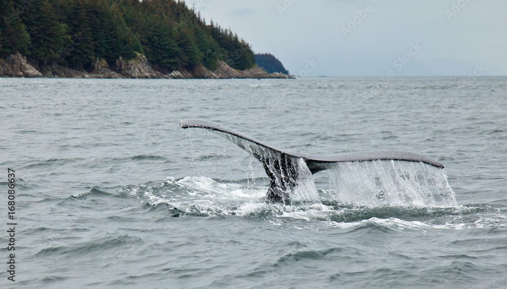 Fototapeta premium Diving Humpback Whale