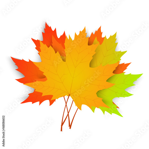 Autumn maple leaves isolated on white background. Vector illustration