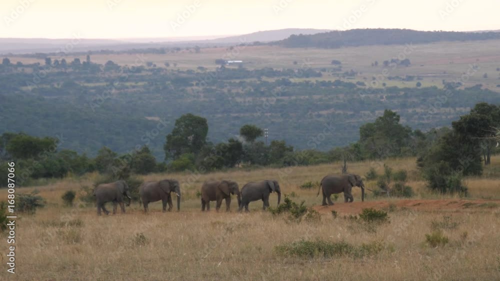 Elephants walking slowly in line at Waterberg South Africa Elephants walking slowly in line at Waterberg South Africa