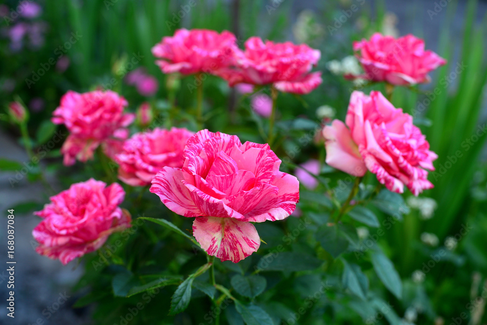 Beautiful bouquet of striped flowers roses in the garden on a lawn background. A lot of greenery and a flower bed. Landscape design. Nature. Perennial plants