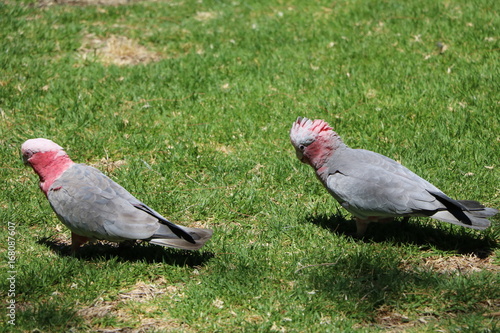 Couple of Galah Eolophus roseicapilla is looking for food at Cottesloe Beach, Western Australia photo