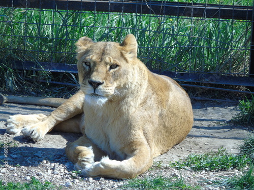 Park of lions Taigan in Crimea