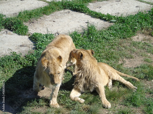 Park of lions Taigan in Crimea