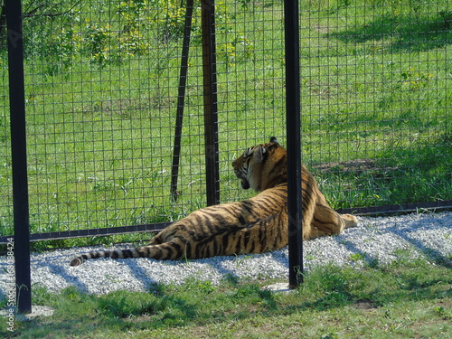 Park of lions Taigan in Crimea