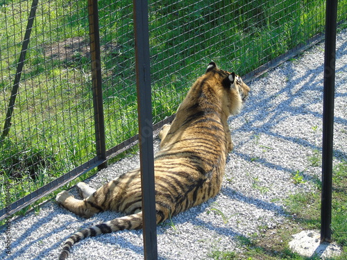 Park of lions Taigan in Crimea
