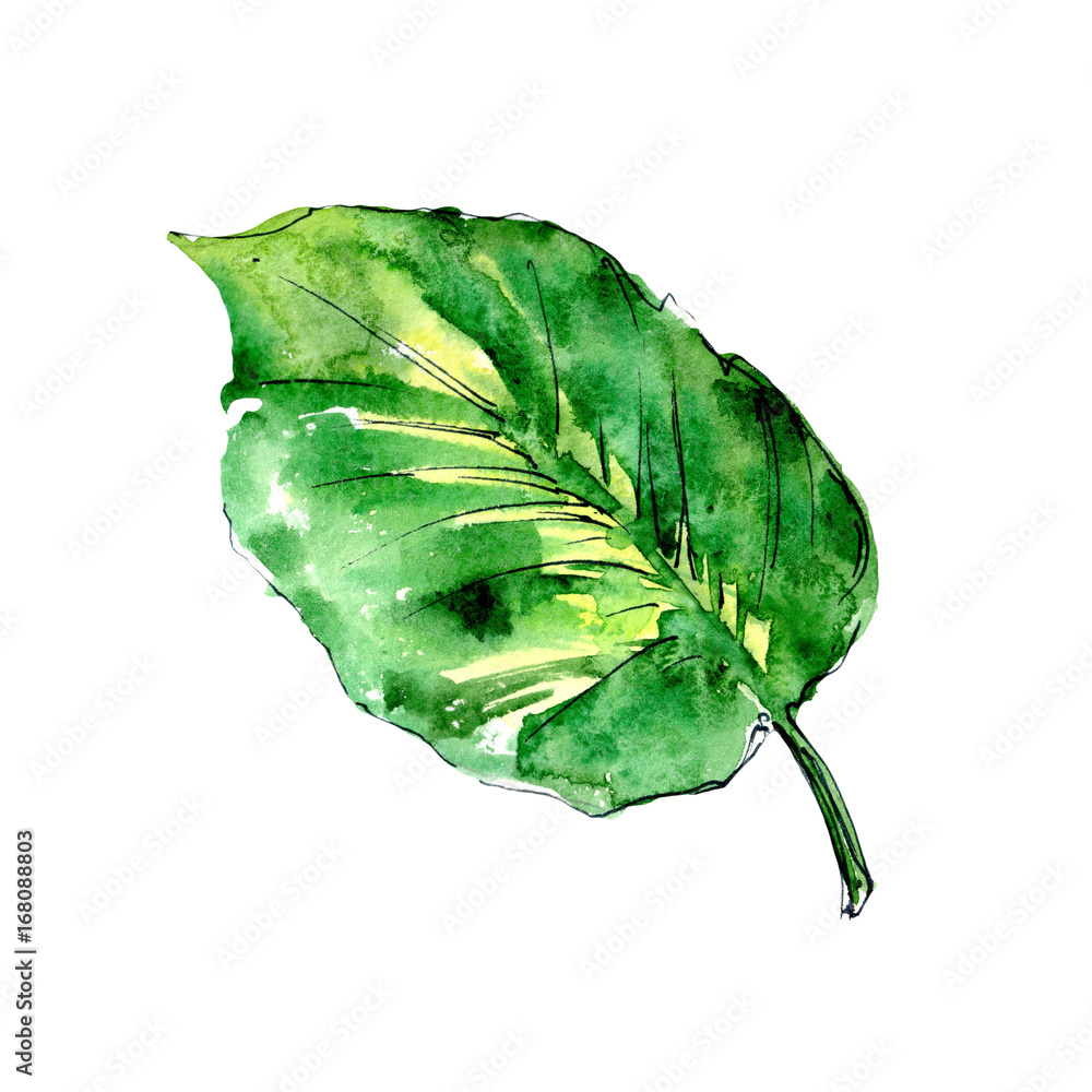 Naklejka premium Tropical Hawaii leaves palm tree in a watercolor style isolated. Aquarelle wild flower for background, texture, wrapper pattern, frame or border.