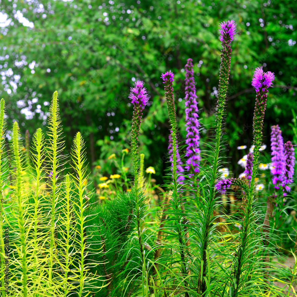 Liatris flowers in the garden on the flowerbeds against background of grass. Bloom, nature Liatris flowers in the garden on the flowerbeds against background of grass. Bloom, nature