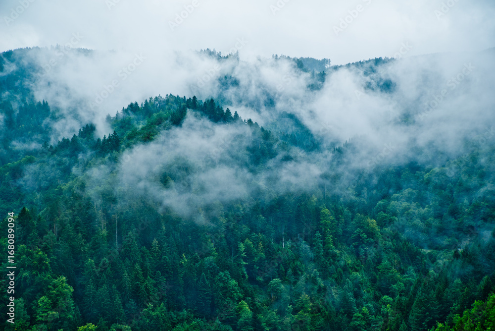 Deep mystical woods covered in spooky clouds (Black Forest / Schwarzwald)