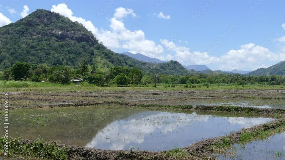 Paddy fields with reflection and mountains at the background in Sri lanka Paddy fields with reflection and mountains at the background in Sri lanka