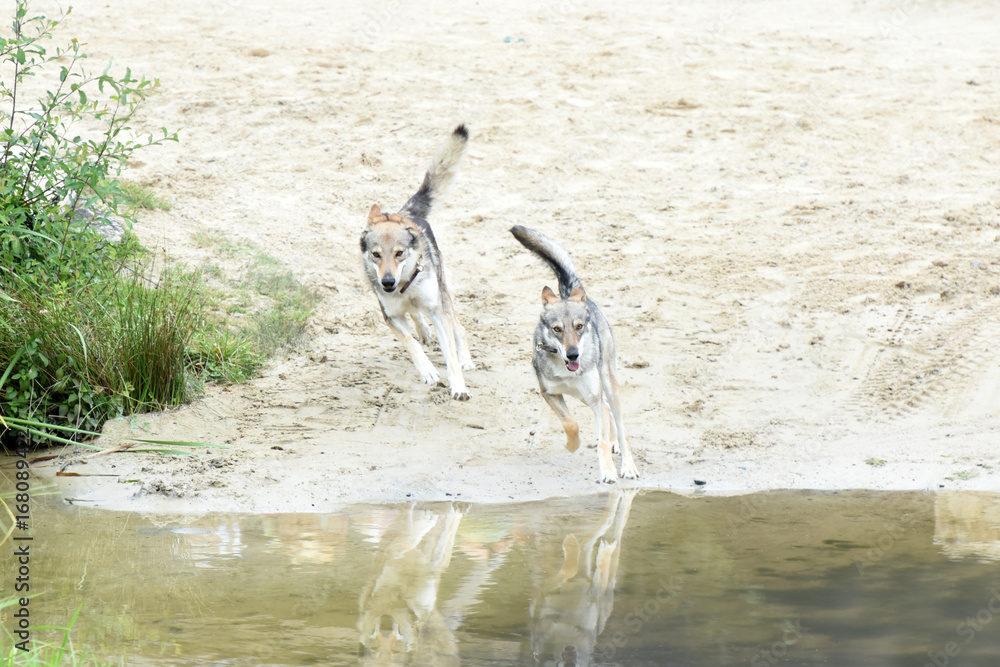 Naklejka premium loups