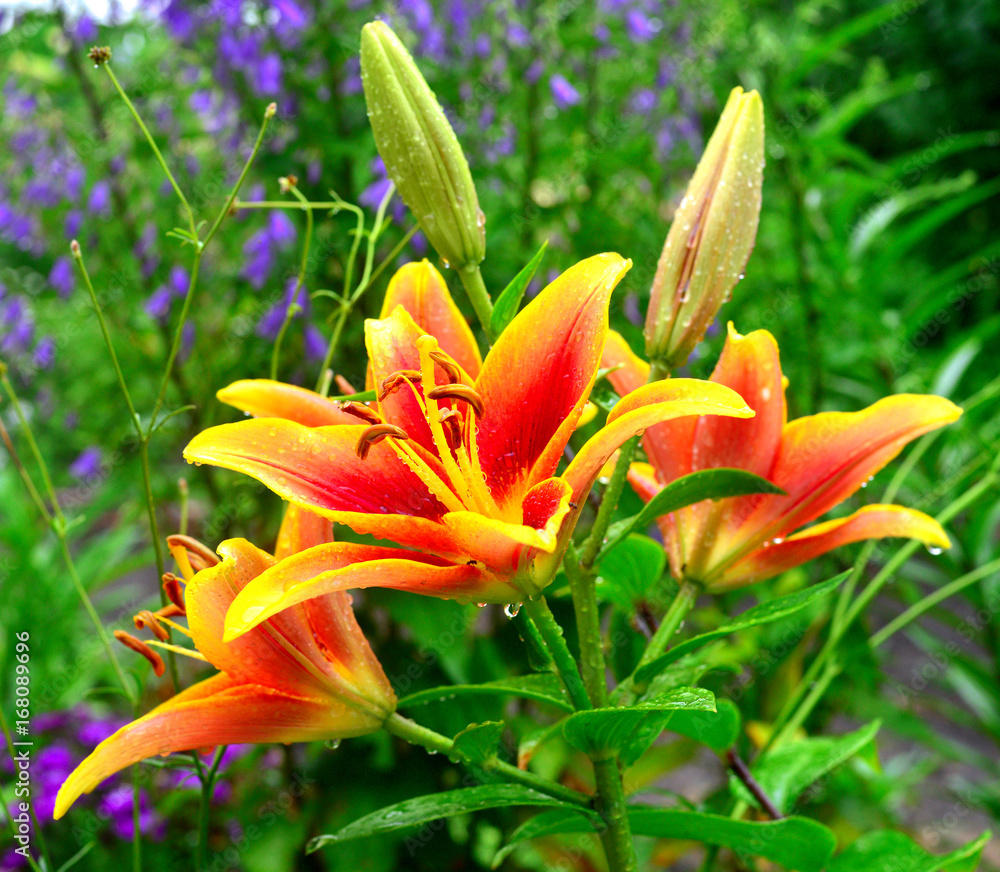 Flowers of red and yellow lilies with drops in the garden on the flowerbeds. Tiger color, fire. Flowers of red and yellow lilies with drops in the garden on the flowerbeds. Tiger color, fire.