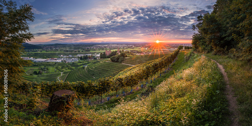 Badische Reblandschaft im Sonnenuntergang photo