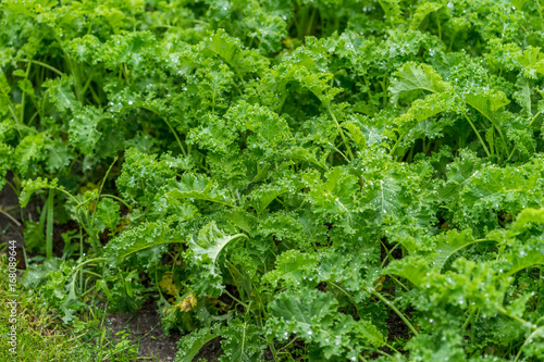 Kale, organic farming