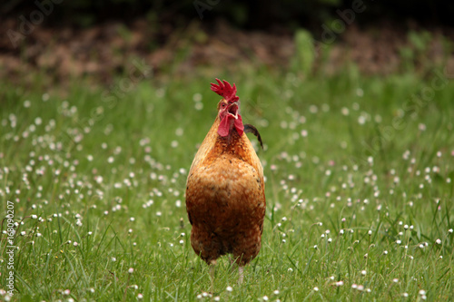 Foto Gallo che canta nel prato