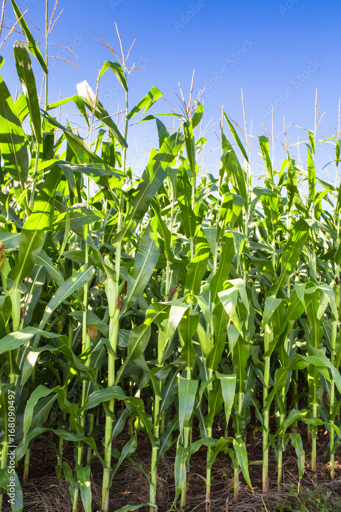 Close-up of rows of corn on farm Close-up of rows of corn on farm