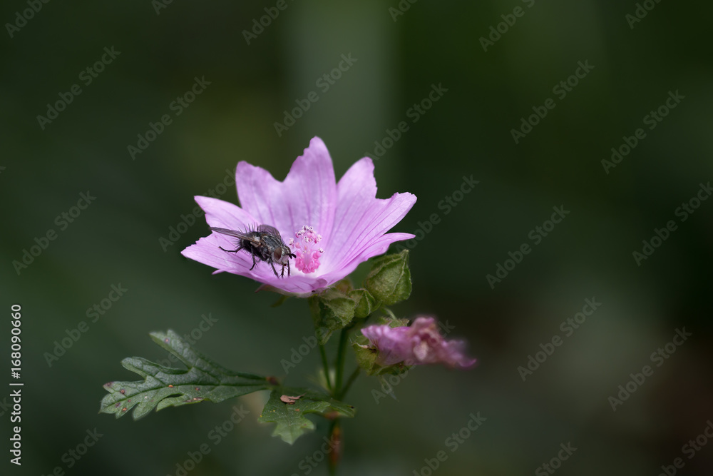 Mouche sur une fleur Mouche sur une fleur