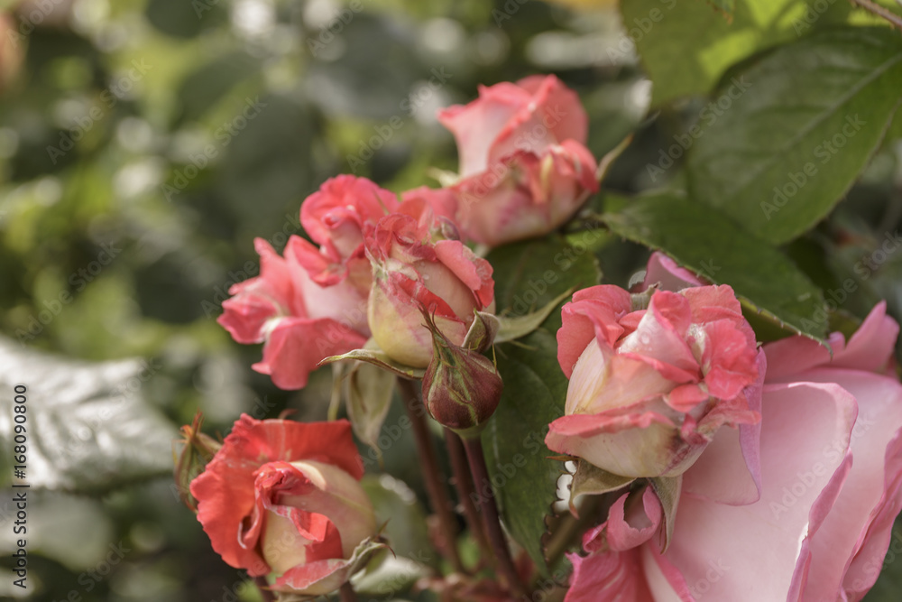 Obraz premium Rose Blooming Outdoors with Drops of Dew. Close-Up