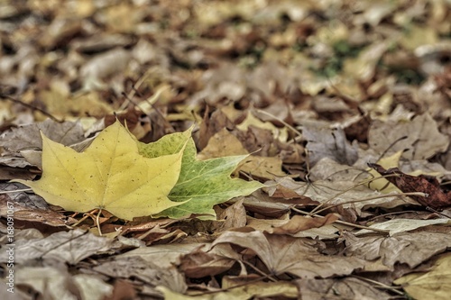 dried autumn leaves