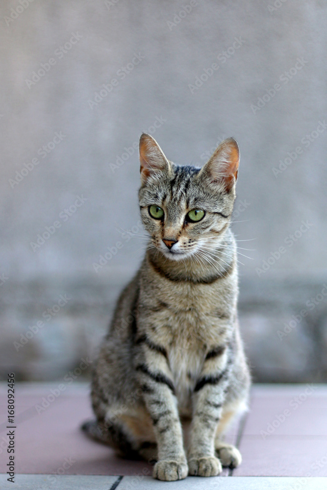 Elegant tabby cat sitting on the floor. Selective focus. 
