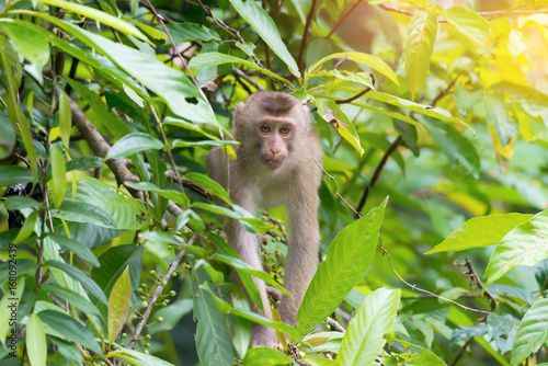 Monkey looking at photographer while climbing on tree.Habitat of monkey family Northern pig-tailed macaque   Macaca leonina    Khao Yai national park Thailand.