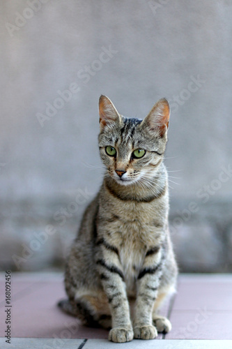 Elegant tabby cat sitting on the floor. Selective focus. 
